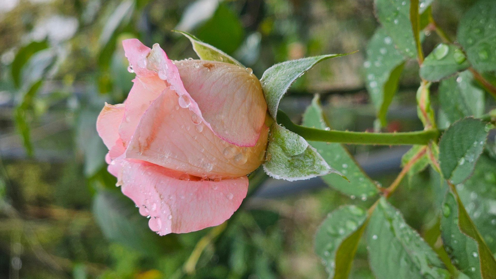 鏡像世界3D藝廊展覽館 2D平面區-我的視角-作品:初綻之露