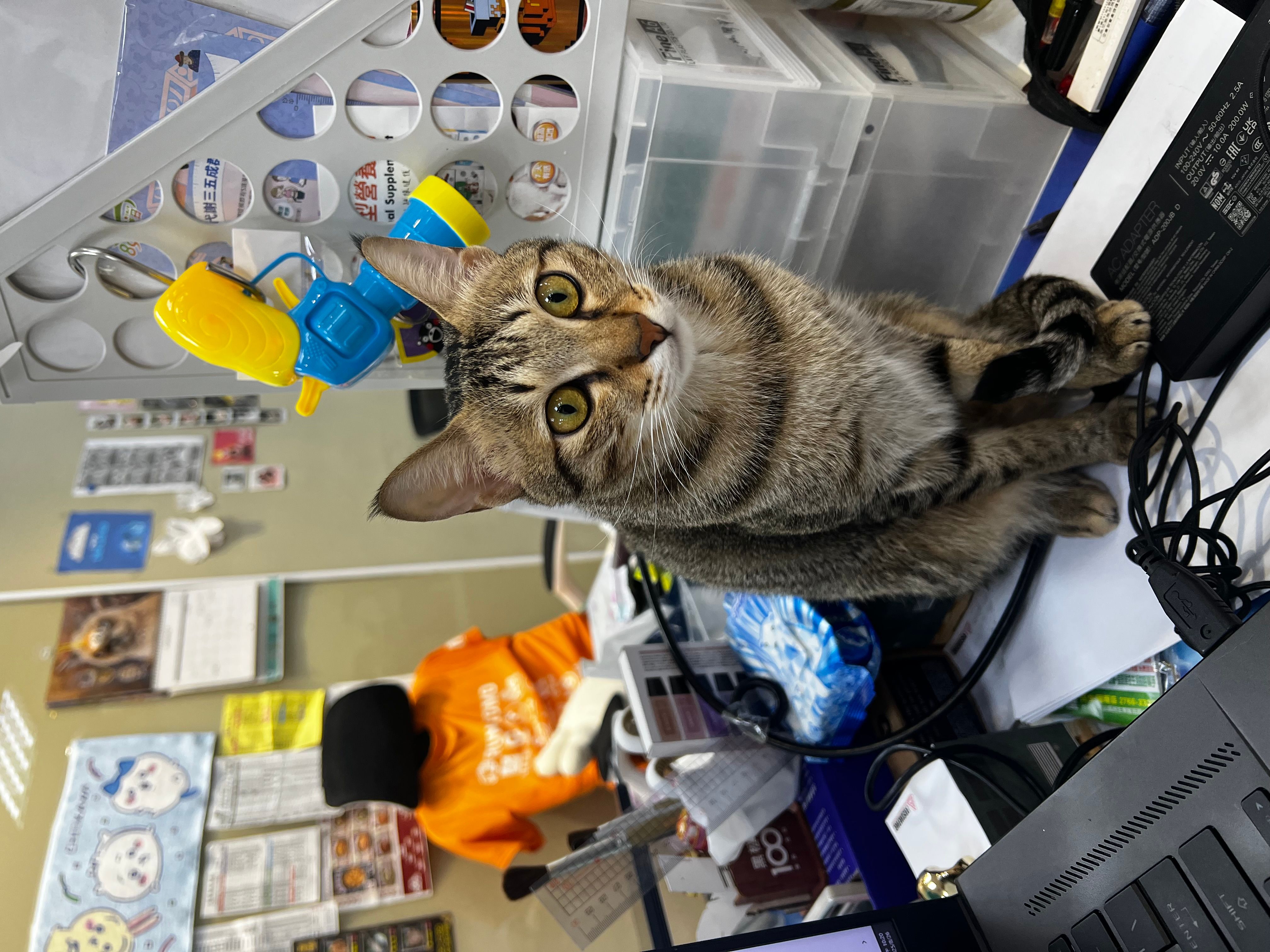 鏡像世界3D藝廊展覽館 2D平面區-古-展覽館視覺圖