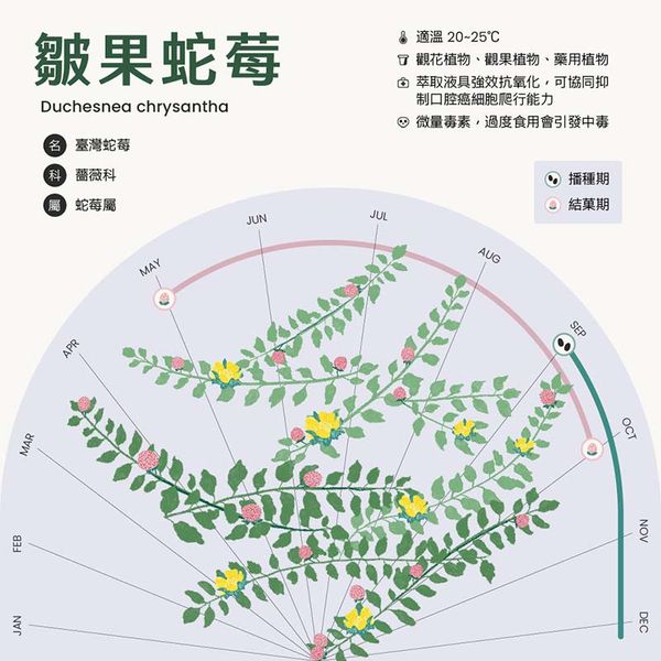 鏡像世界3D藝廊展覽館-Bias-作品:台灣蛇莓資訊視覺化圖表